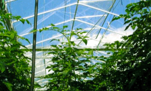 玻璃温室建设冬季加温方式